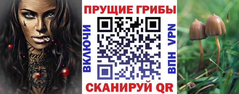 kraken зеркало  Пойковский  Галлюциногенные грибы GOLDEN TEACHER 