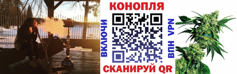 Конопля сатива  Пойковский 